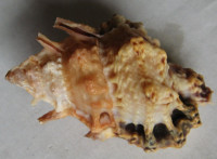 Bursa lamarckii , (Deshayes, 1853)